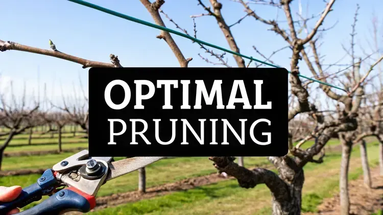 Person using pruning shears to cut a branch from a dormant fruit tree in an orchard. Rows of leafless trees stretch into the distance under a clear blue sky. Text overlay reads 'OPTIMAL PRUNING.'