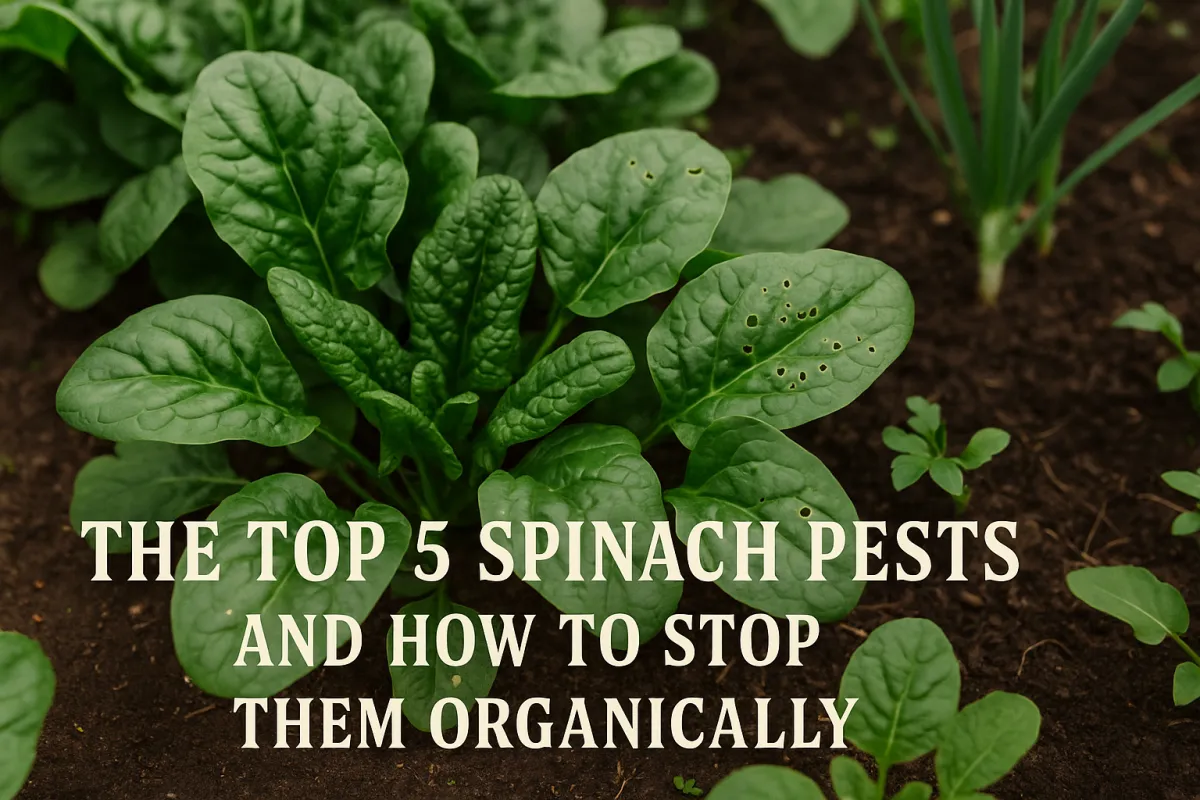 The Top 5 Spinach Pests (and How to Stop Them Organically)