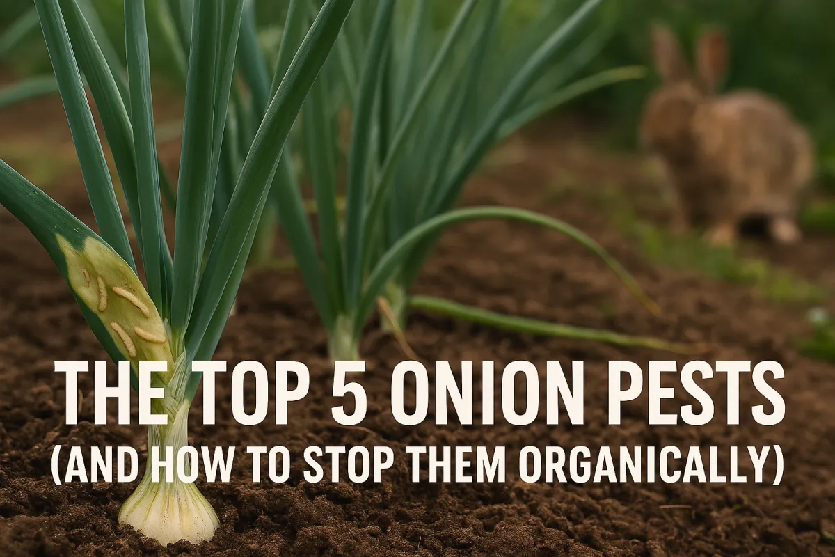 The Top 5 Onion Pests (and How to Stop Them Organically)