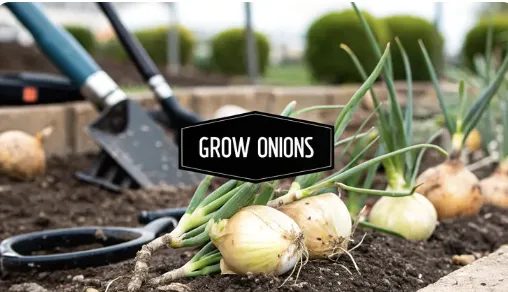 How to Grow Onions A Complete Harvest Guide
