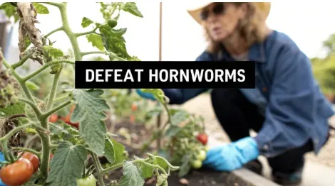 How to Get Rid of Hornworms for Good
