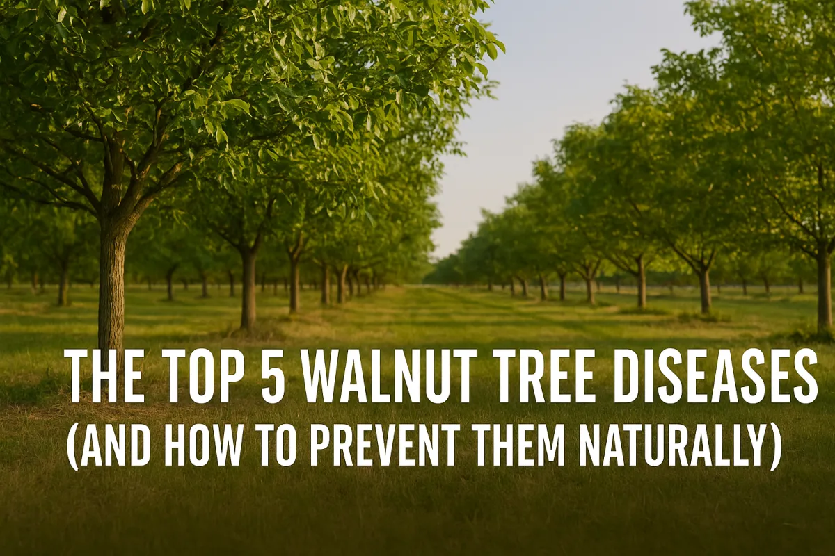 The Top 5 Walnut Tree Diseases (and How to Prevent Them Naturally)