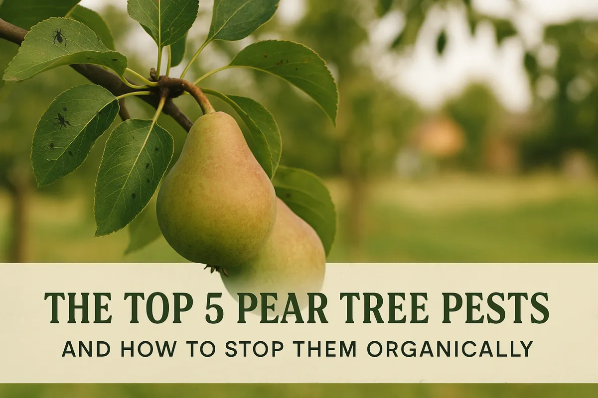 The Top 5 Pear Tree Pests (and How to Stop Them Organically)