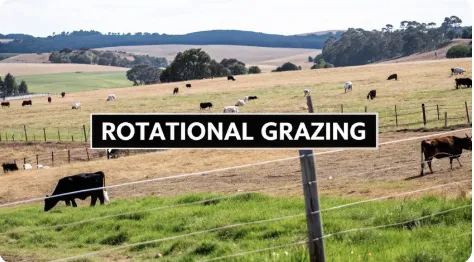 Pasture scene with cattle grazing across rolling green and tan fields bordered by fences under a clear sky. A black rectangular text box in the center reads ‘ROTATIONAL GRAZING.’