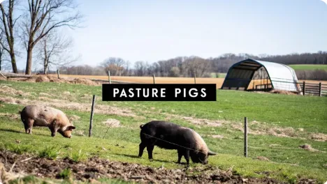 A Practical Guide to Raising Pigs on Pasture