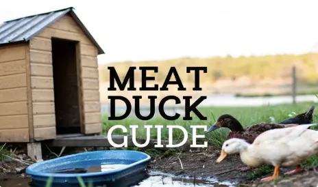 Raising Ducks for Meat: Your Complete Guide