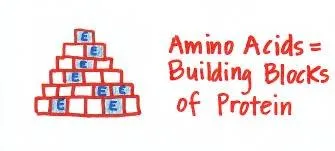 Building blocks of protein