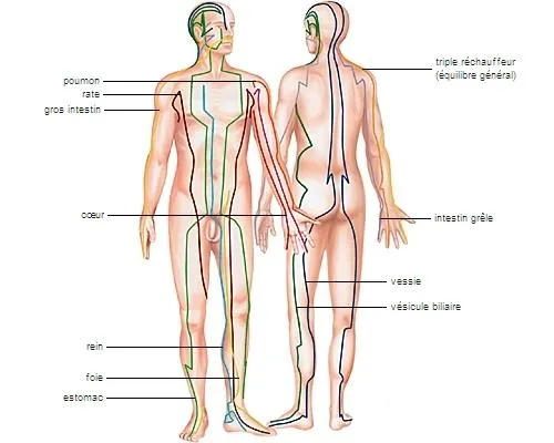 Les Bienfaits du Kahuna Massage sur les Méridiens Énergétiques : Une Exploration Approfondie