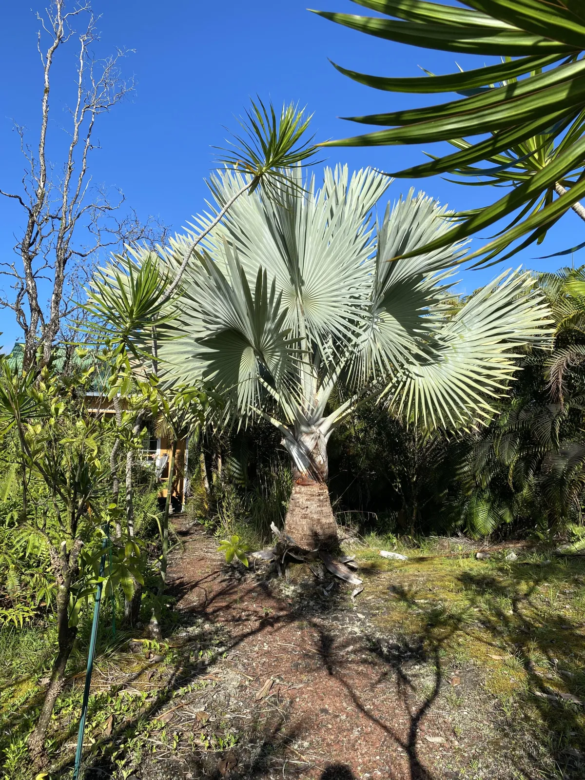 Éclats de verdure et parfums d’ailleurs : à la découverte de la flore des îles hawaïennes