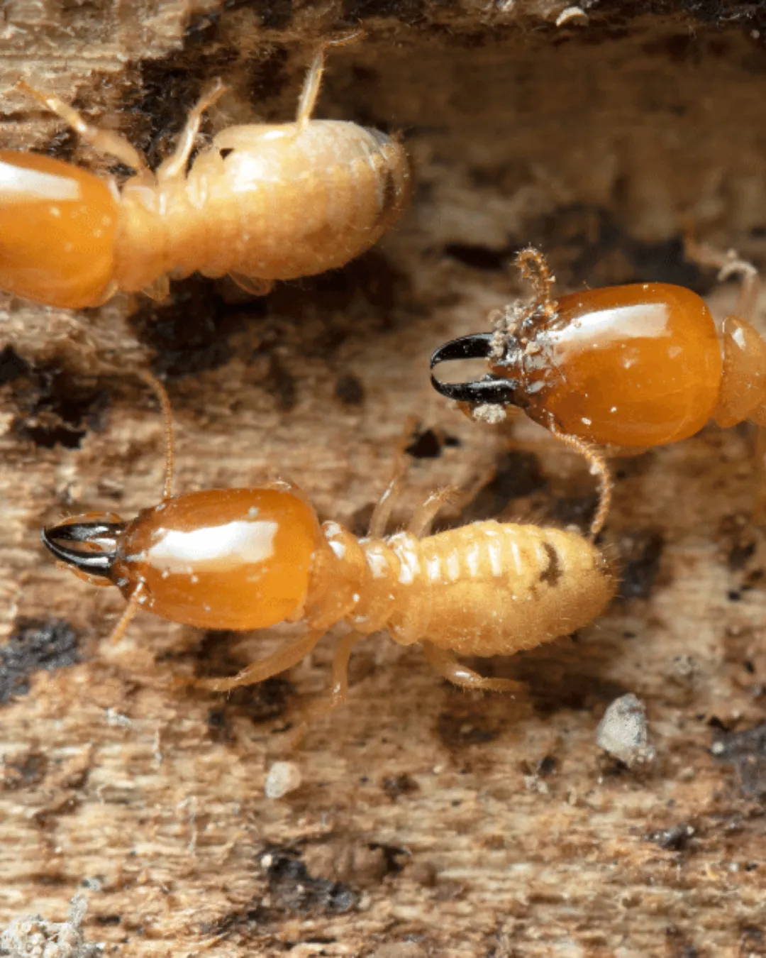 A close up of a group of termites