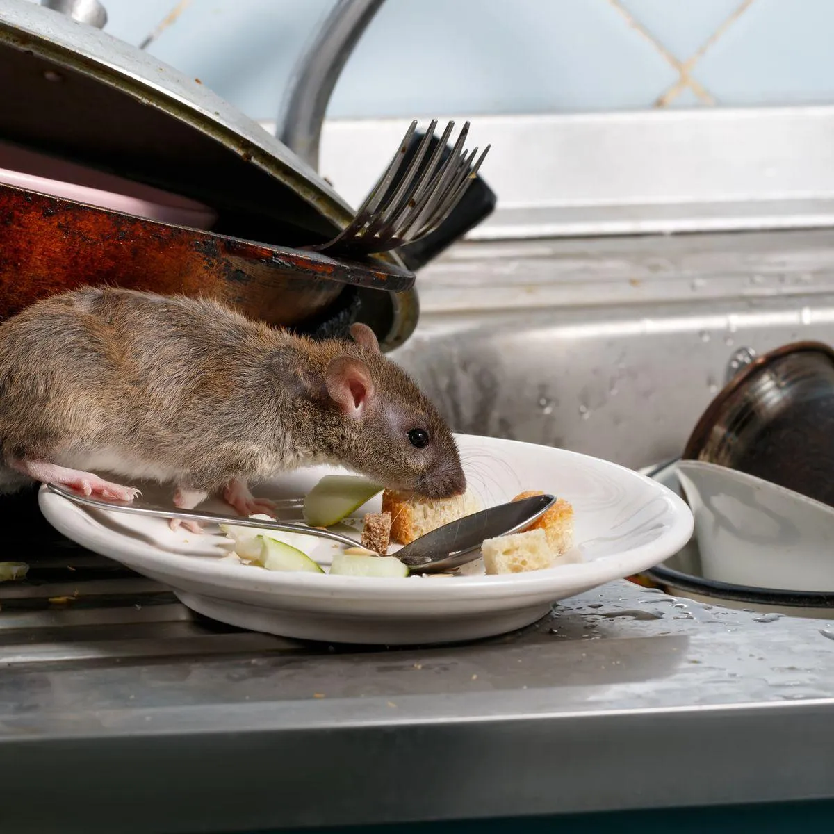 Am image of a Mice in the kitchen sitting on dirty plates