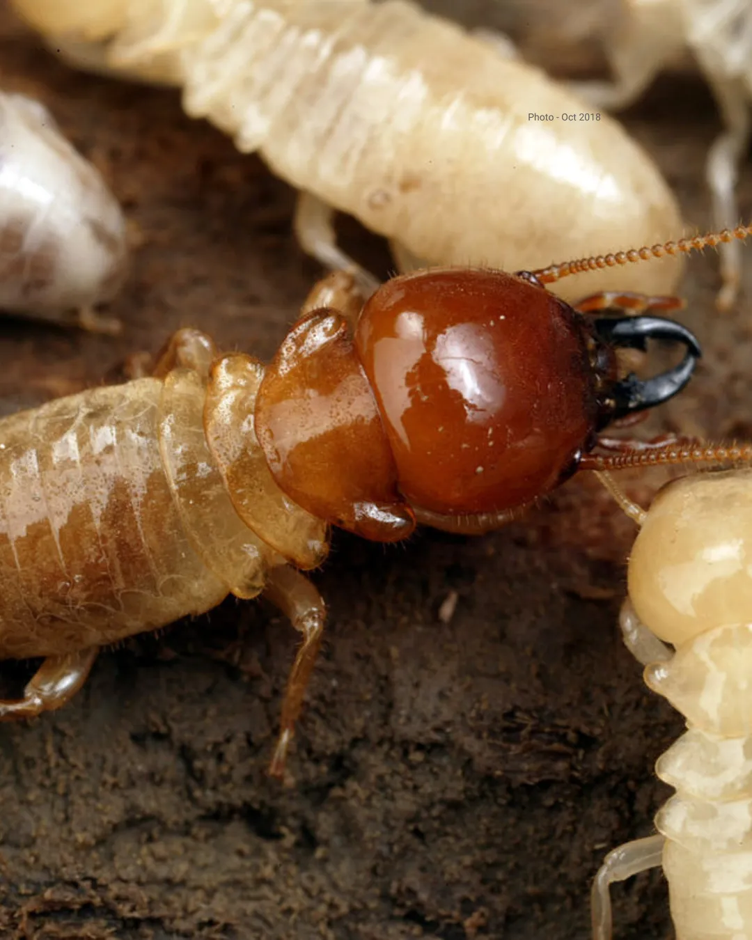 A close up image of a termite