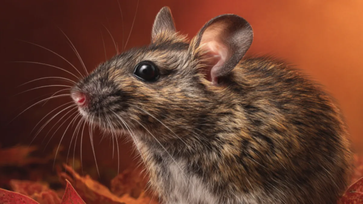 An image of a rodent