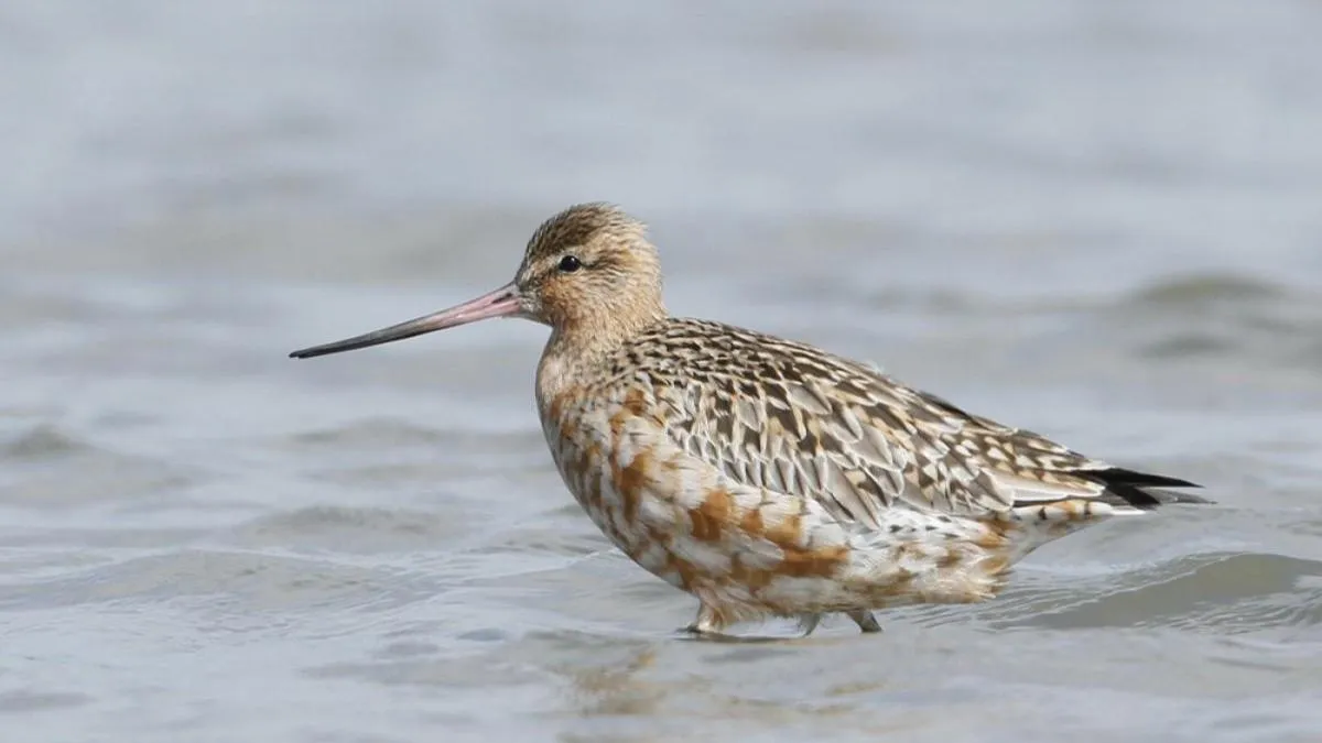 Godwit
