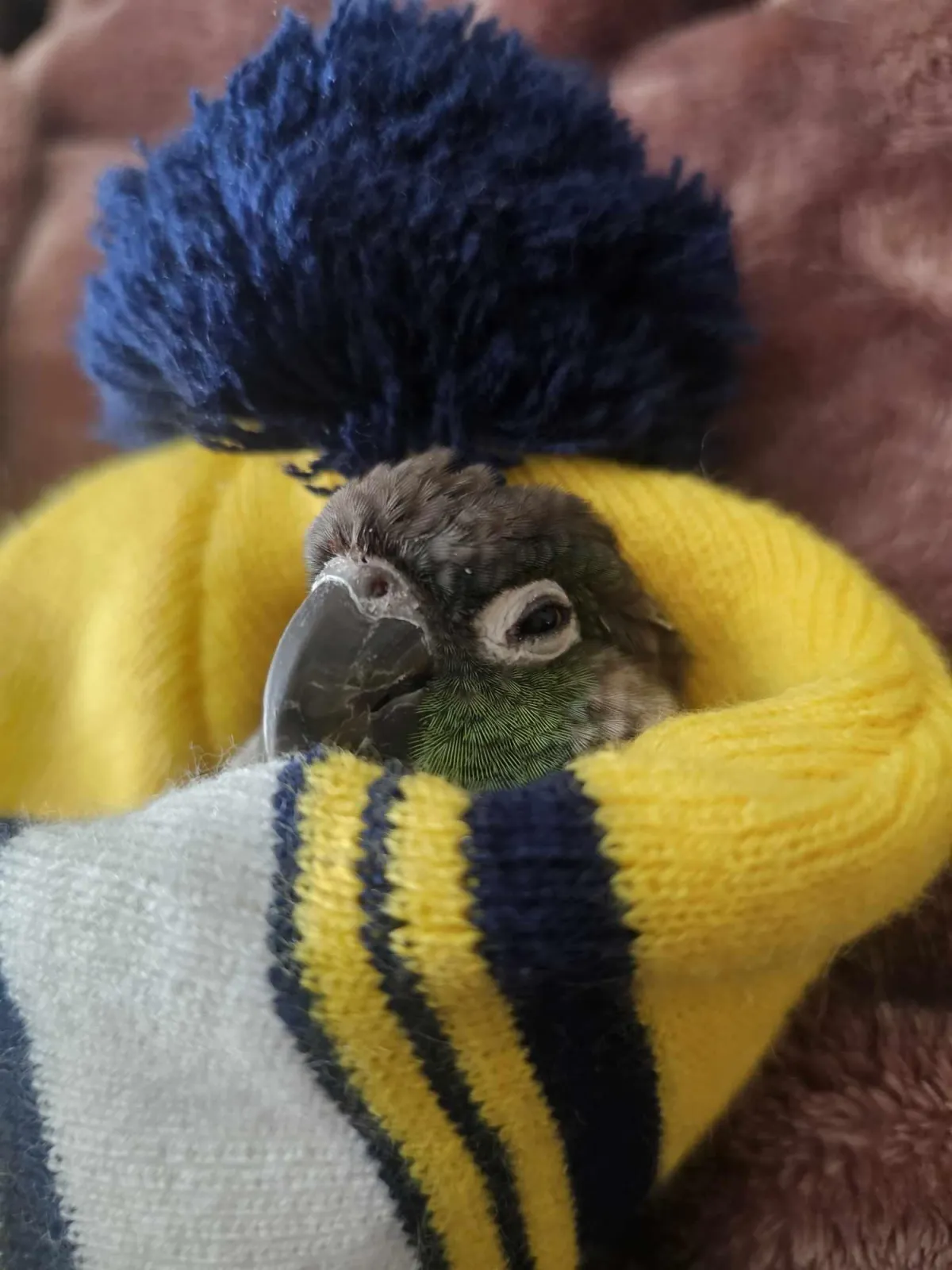 Polly bird in yellow hat