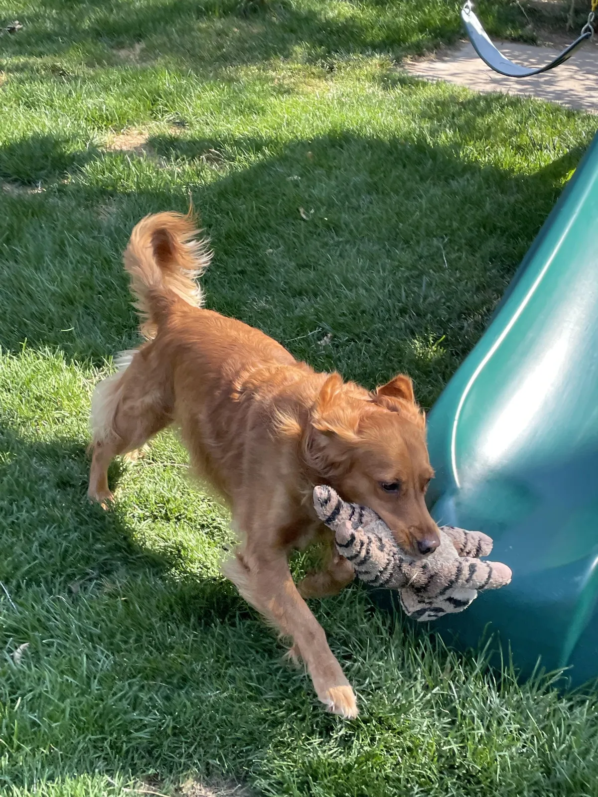Ember dog playing with his toy