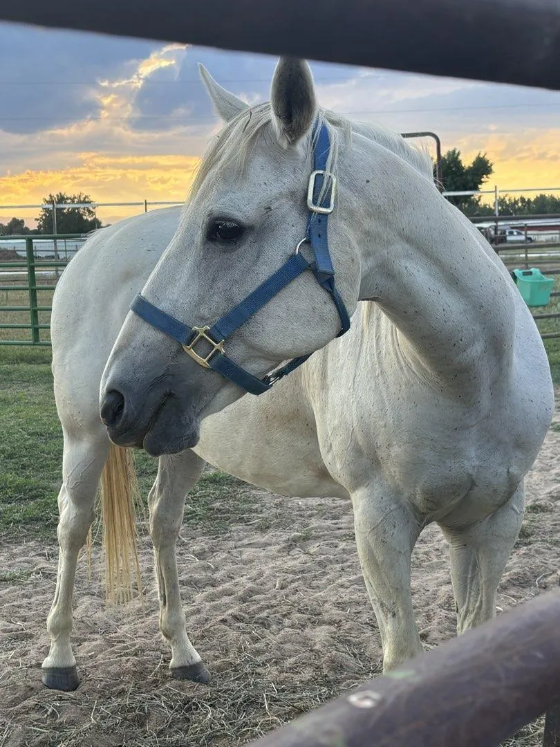 Teddy the gray horse