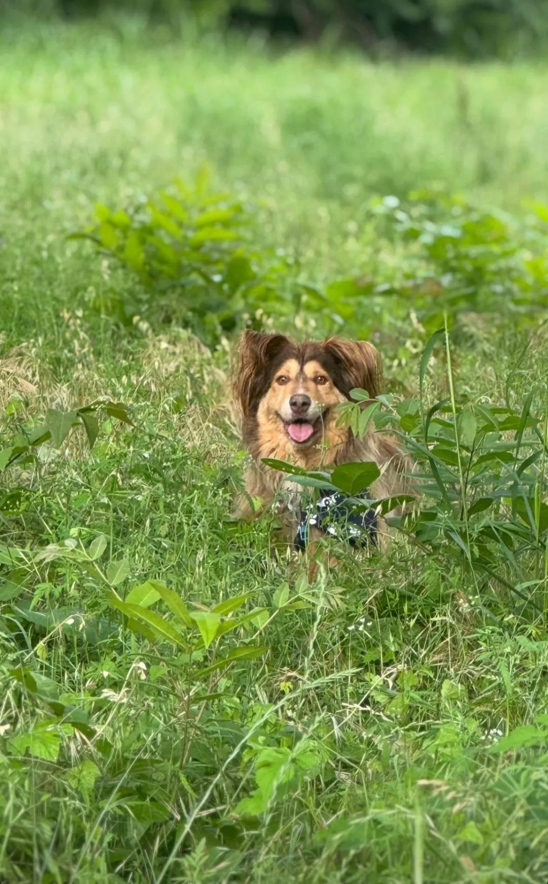 Jaxon - pup in field