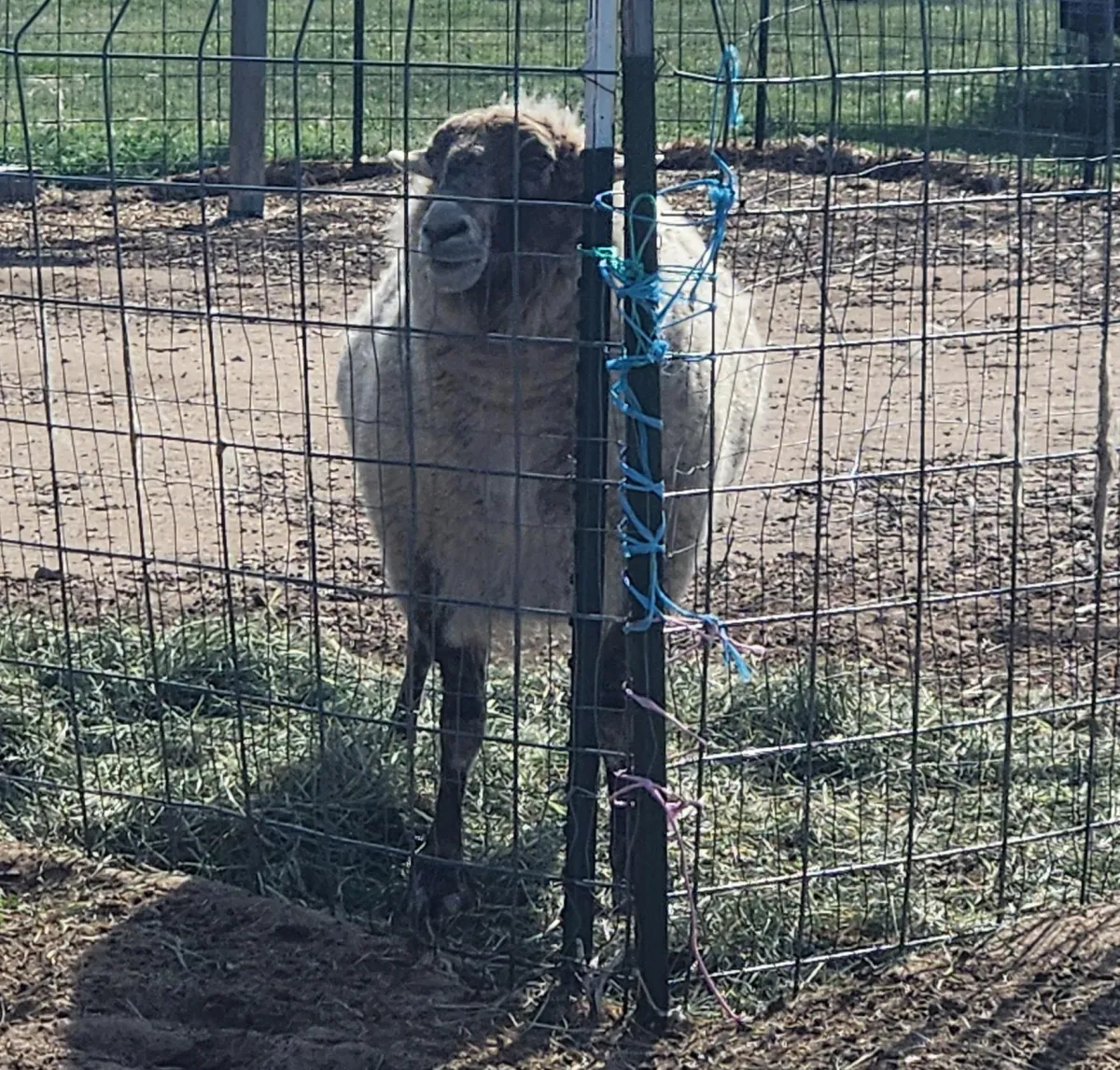 Billy the sheep