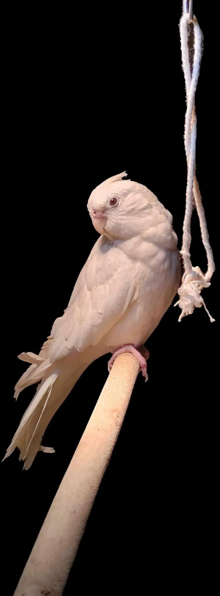 Boo the white cockatiel