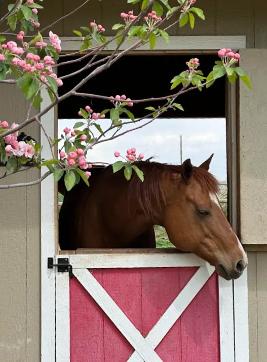 April the horse in the barn