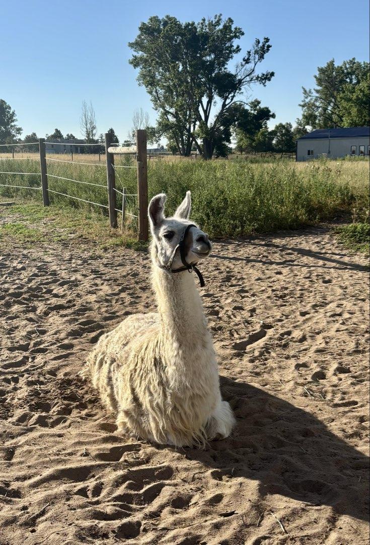 Dolly da llama