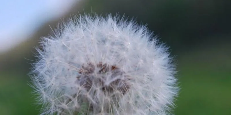 Image of a dandelion clock symbolising being only one puff away from stopping smoking
