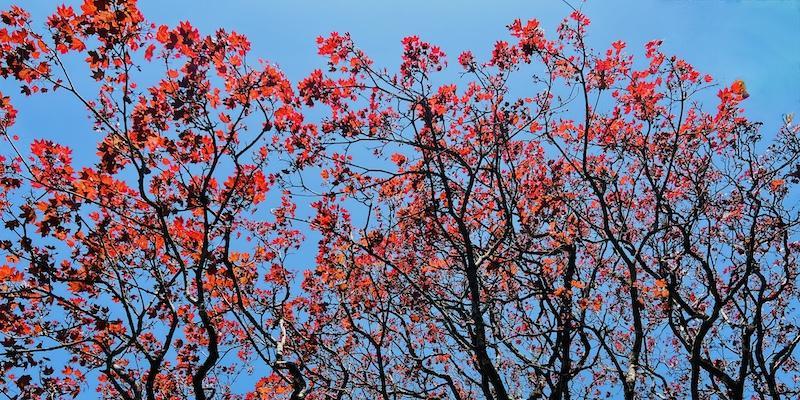 Red autumn leaves symbolising neural connections and healing in OCD therapy, Plymouth.