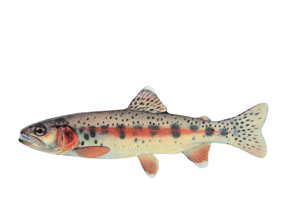 Red Spotted Trout - only in our rivers
