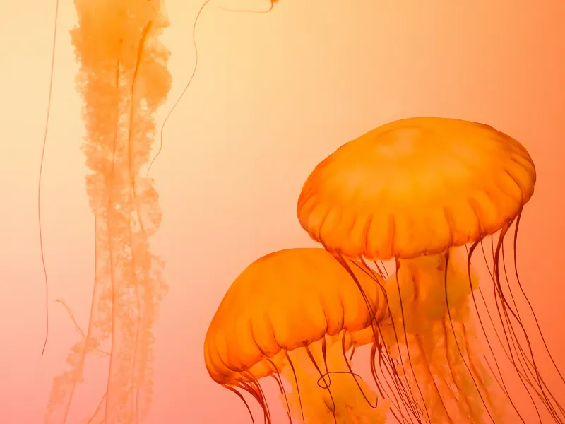 the graceful movement and vibrant colors of the jellyfish