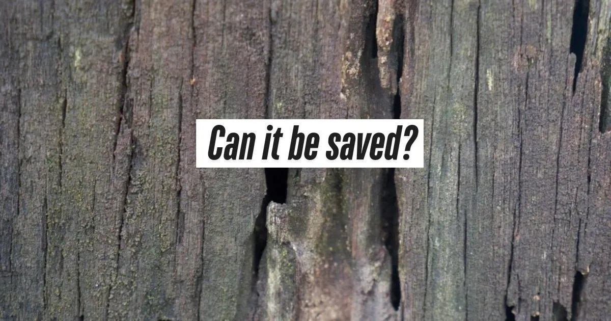 Can Rotting Wood Be Saved? | Bernard Exteriors Kansas City