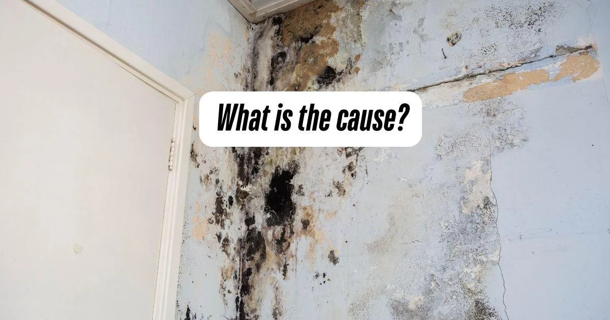 Wood Rot Causes & Fixes | Kansas Home Repair Experts