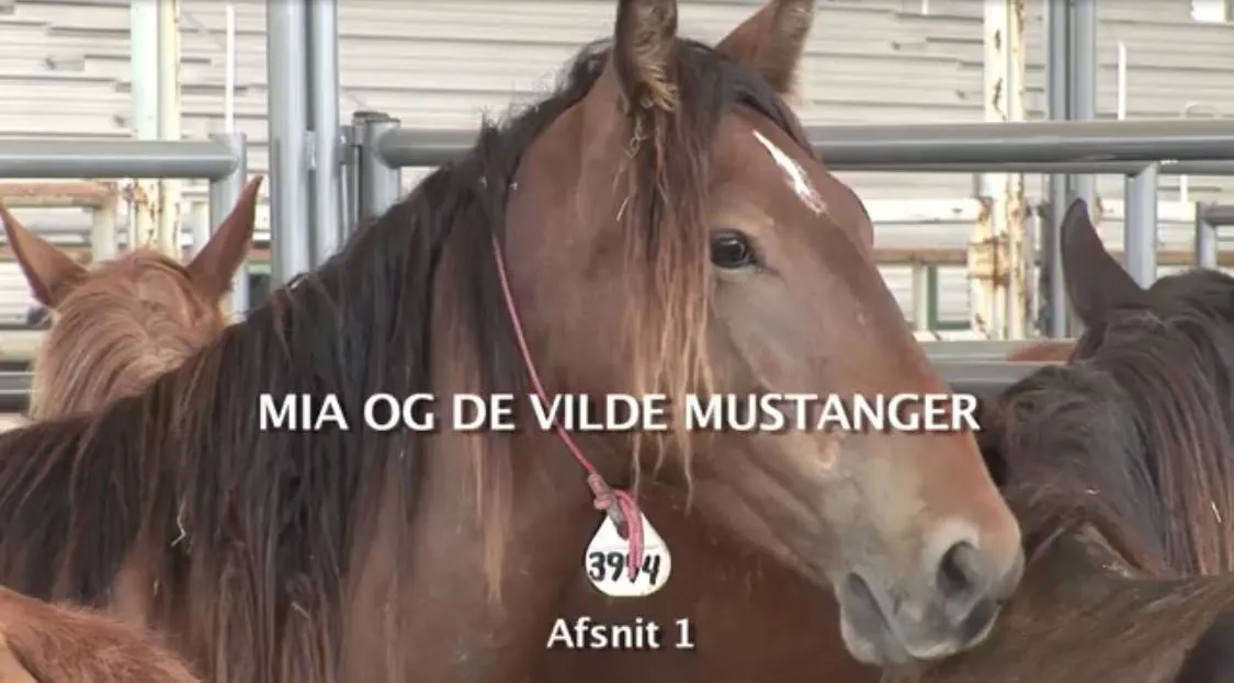 Visiting Florida Wild Horse Rescue in 2011