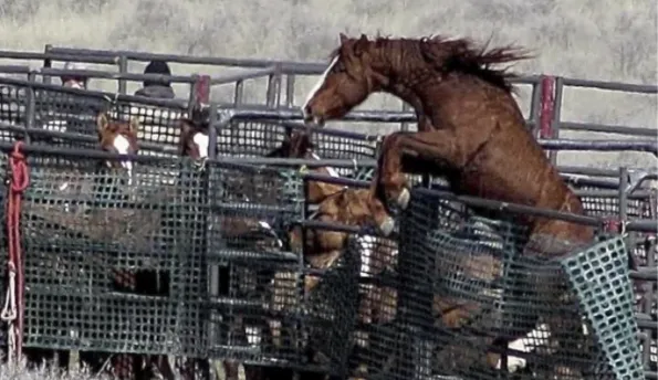 BLM Round-ups - the very ugly solution in US
