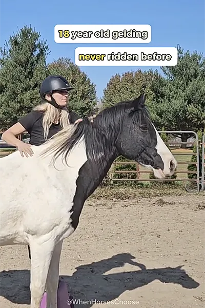 New Jersey: Moonlight - 18 years old gelding and had never been ridden