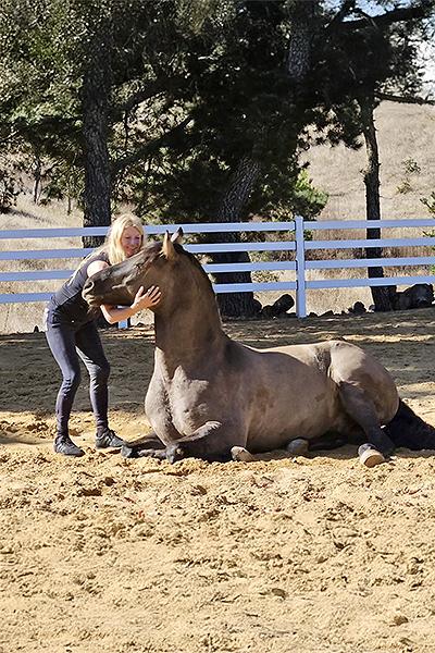 California: Patron - A very strong and high ranking horse 