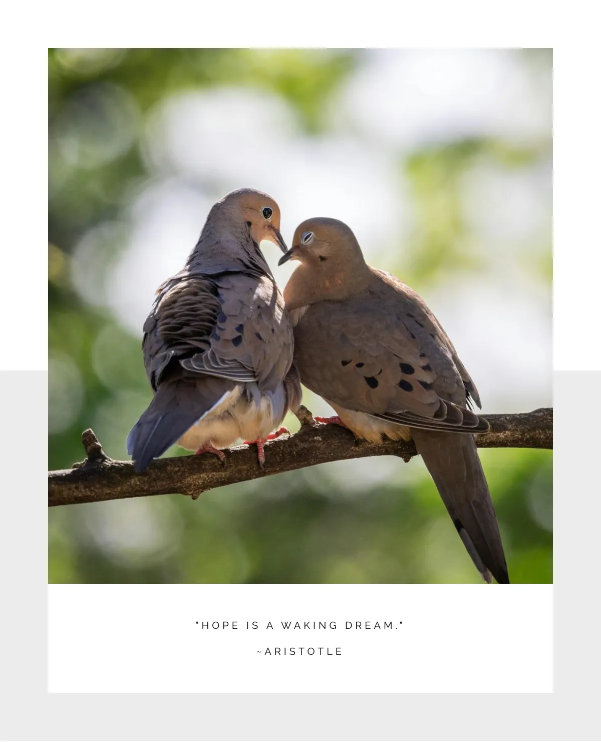 Two birds