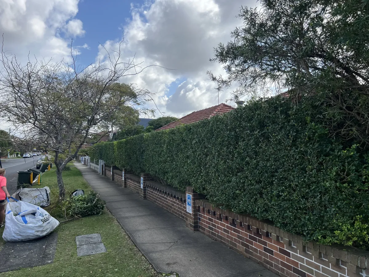 Neatly trimmed privacy hedges and lawn mowing completed at residential property in Eastlakes NSW.