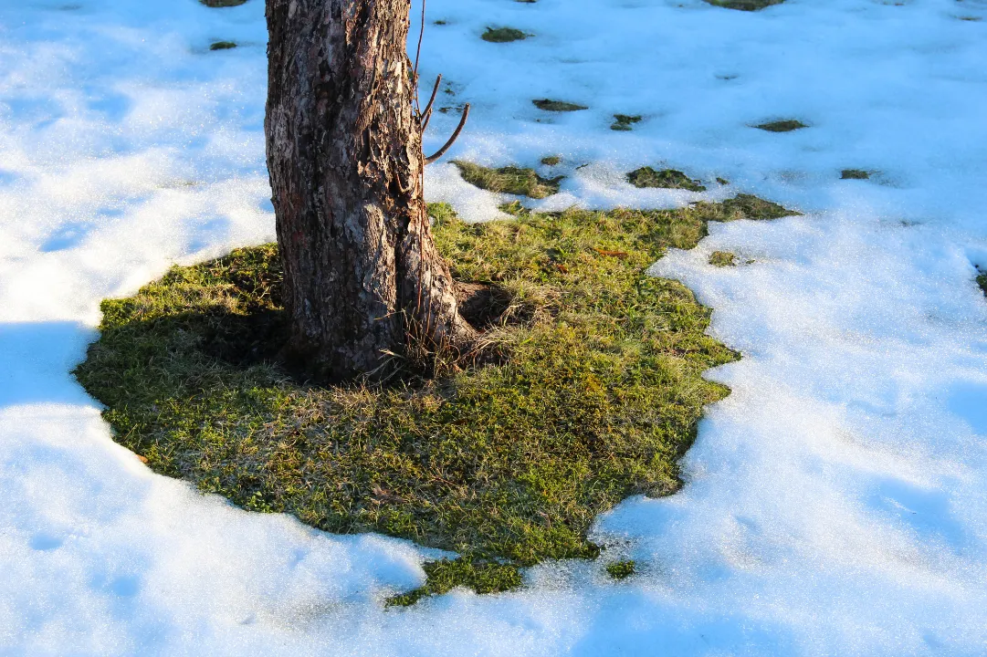 Blog snow mold prevention