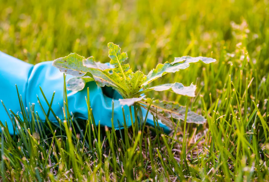 Blog weeds