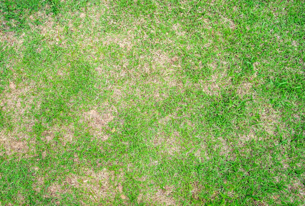 Blog brown patches