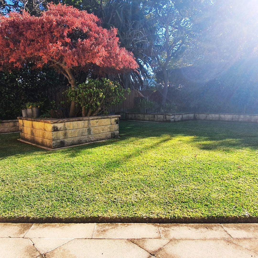 Overcoming Common Lawn Problems