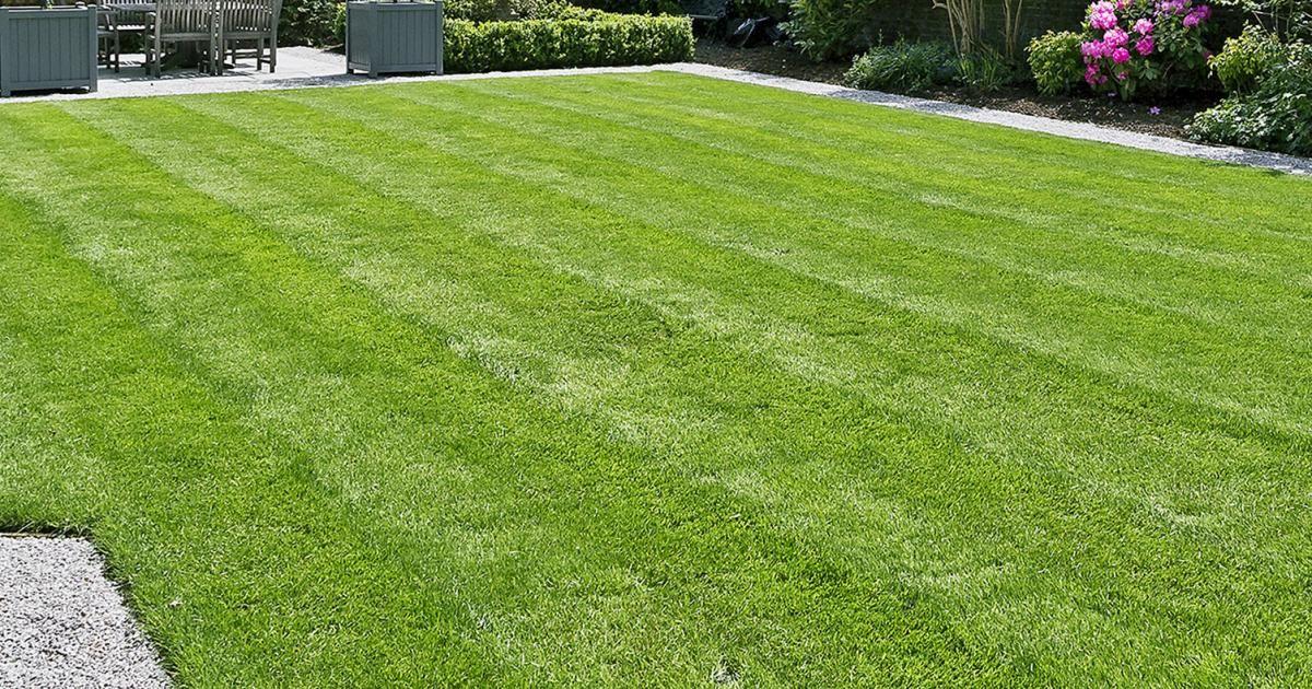 The Ultimate Guide to Lawn Tips, Garden Maintenance, and Lawn Fertilizer