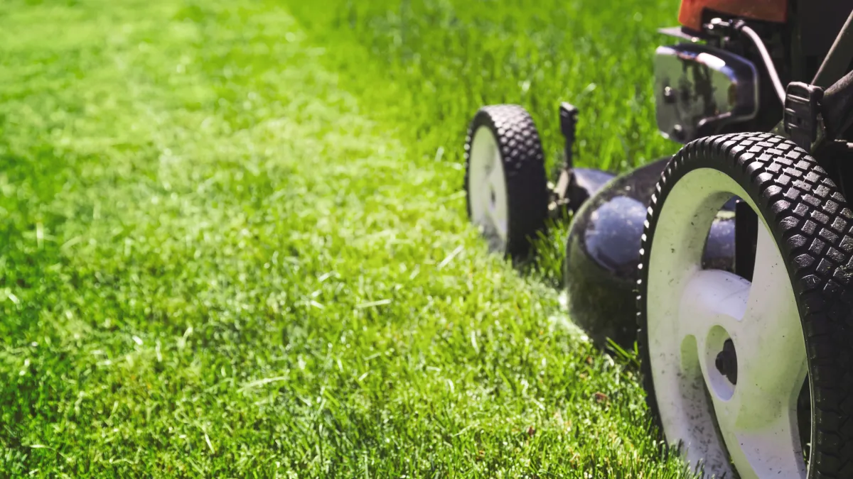 How to Maintain a Healthy Lawn This Winter in Inner West Sydney