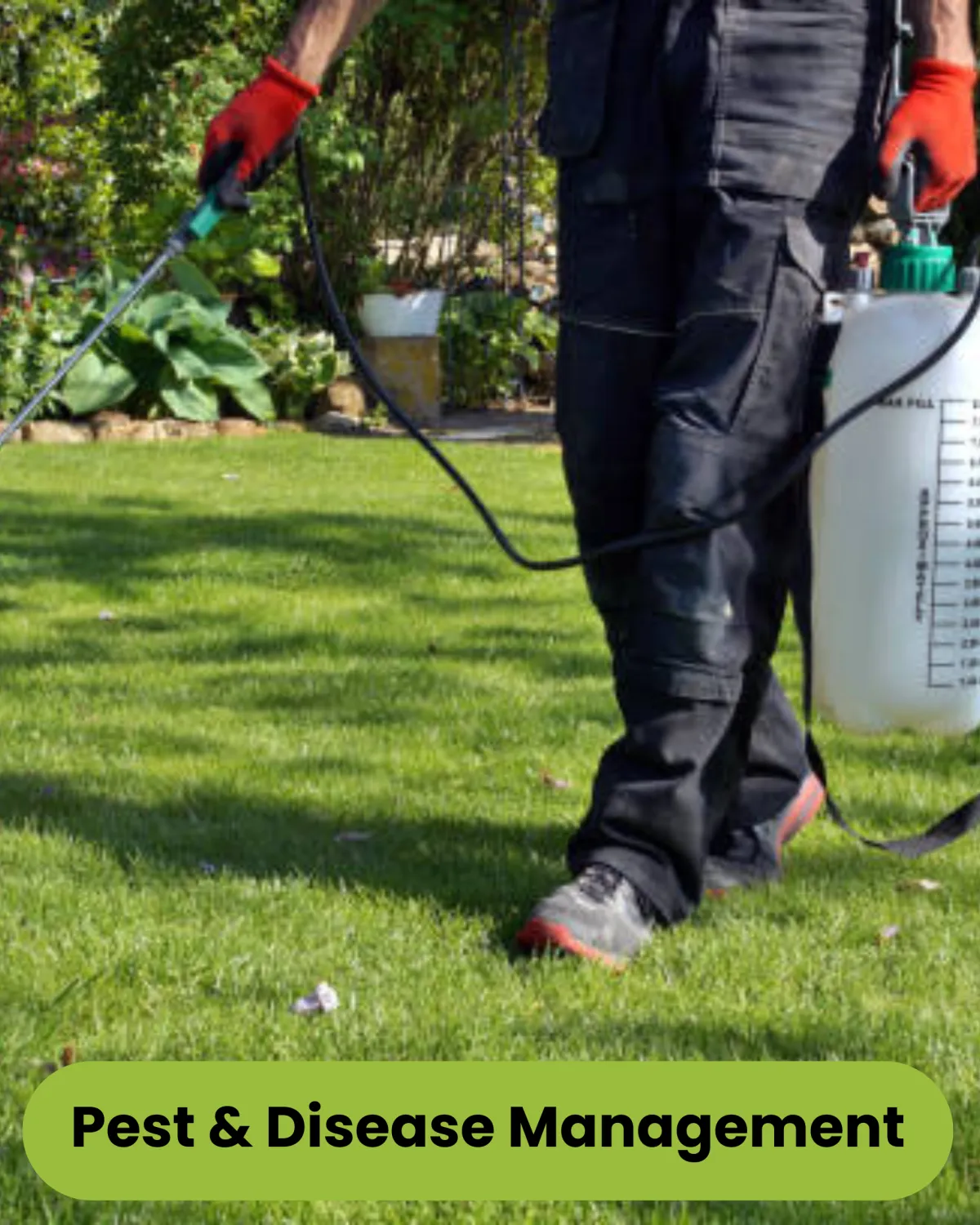 How to Keep Your Lawn and Garden Pest-Free This Winter in Inner West Sydney