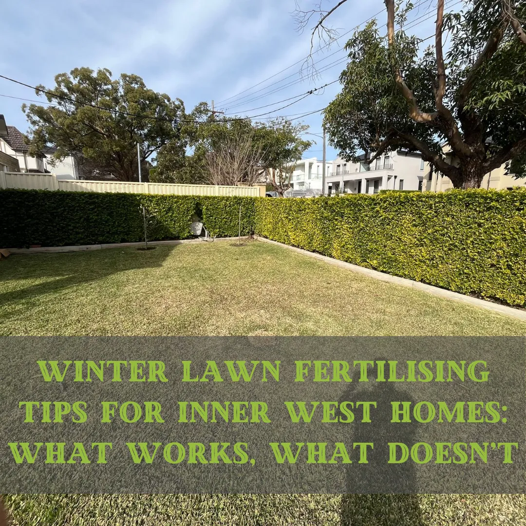 Winter Lawn Fertilising Tips for Inner West Homes: What Works, What Doesn’t