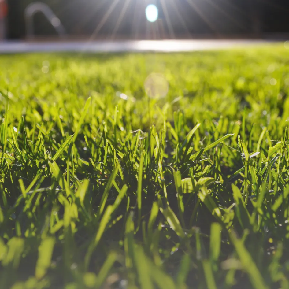 From Weeds to Wow: How Garden Maintenance Improves Home Value in Sydney