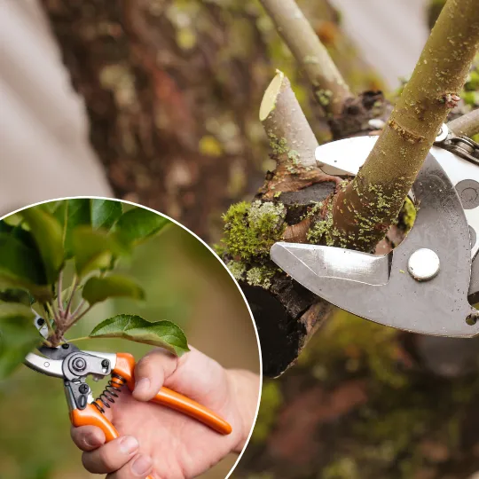 Late Winter Pruning Tips for Hedges, Roses and Fruit Trees in Inner West Sydney