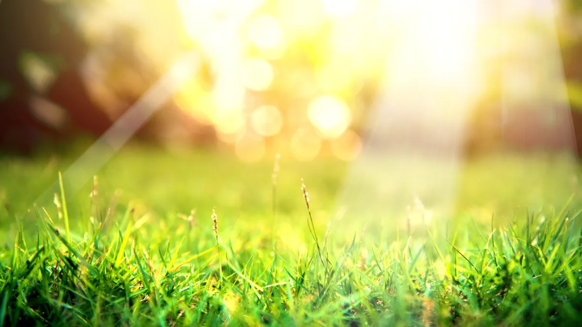 Transform Your Garden Today – Expert Lawn Mowing in Inner West Sydney