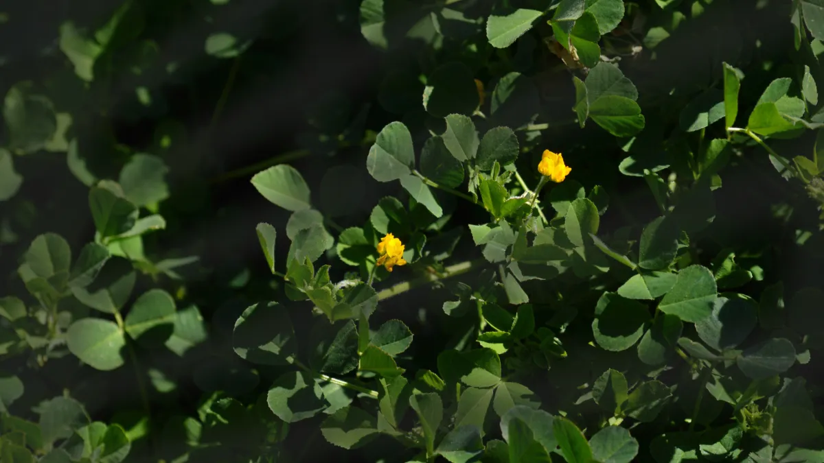 Top Garden Weeds to Watch Out for in Late Winter and Early Spring in Sydney
